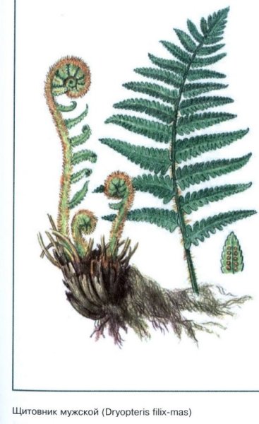 Внешний вид спороносящего папоротника