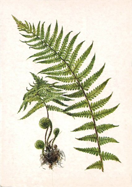 Корневище папоротника