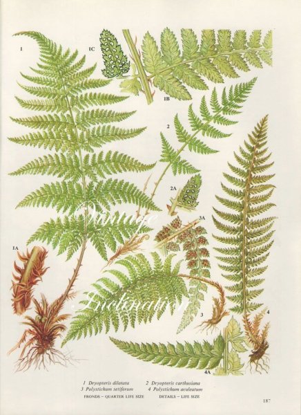 Dryopteris Linnaeana схема