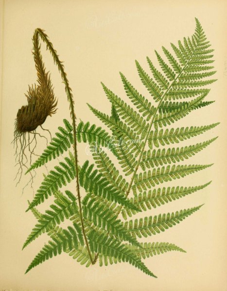 Жизненный цикл папоротниковидных схема