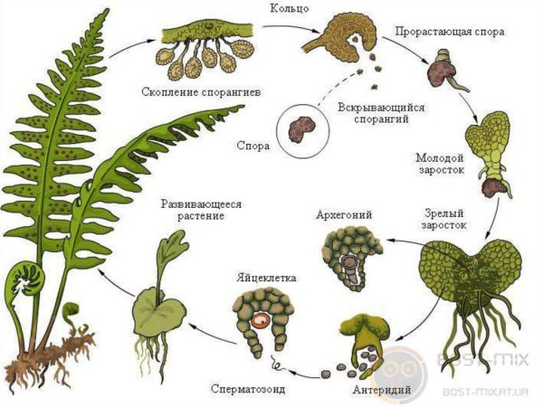 Щитовник картузианский dryopteris carthusiana