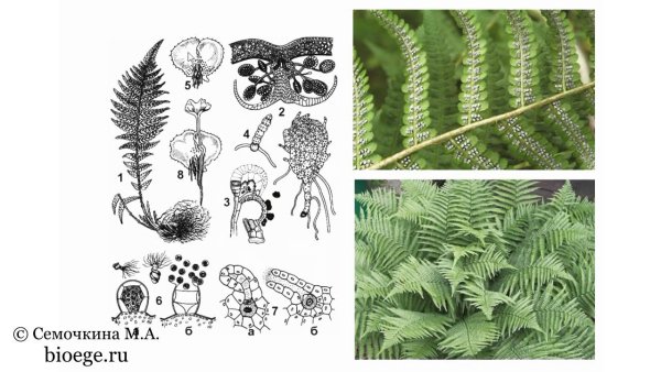 Папоротник Щитовник растение