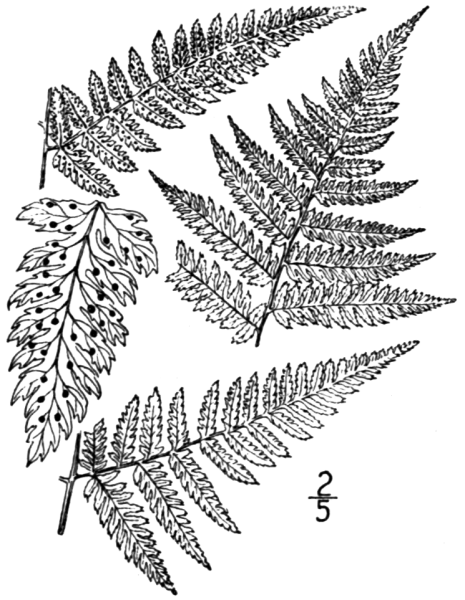 Зигоптерисовые папоротники