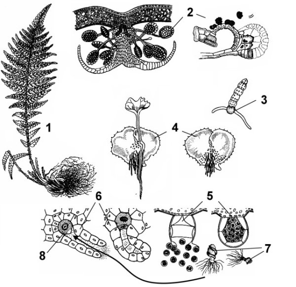 Папоротник нефролепис строение
