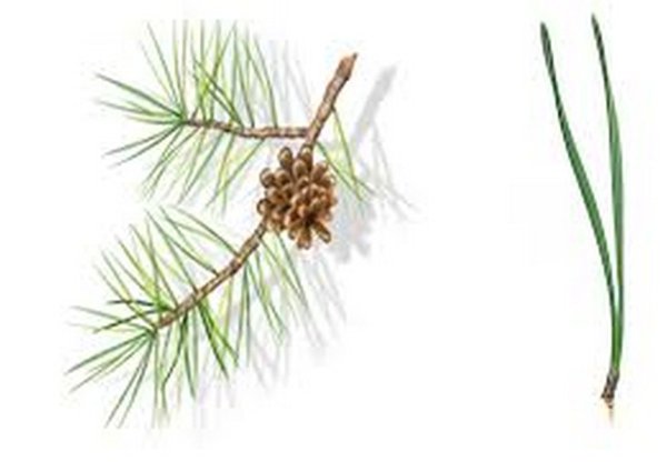 Хвоинки сосны обыкновенной