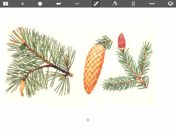 Сосна Сибирская хвоинки