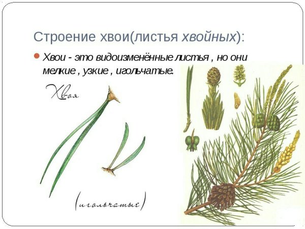 Ель обыкновенная ее хвоинки