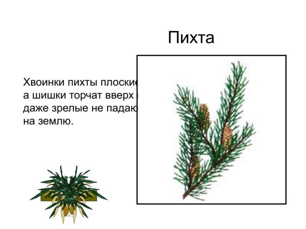 Хвоинки дерева сосна обыкновенная