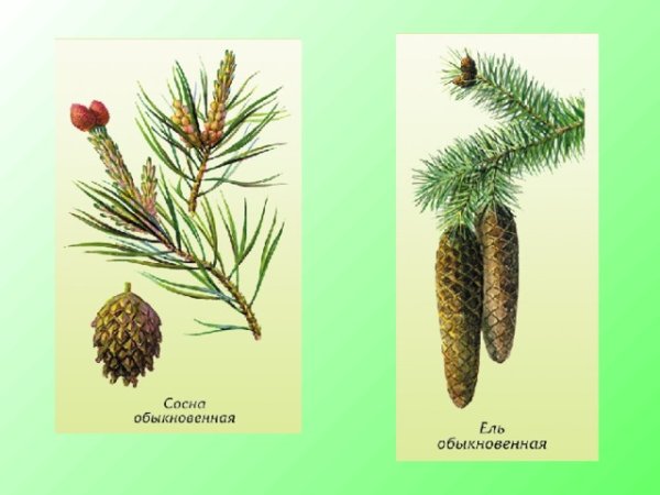 Хвоинки ели сосны лиственницы