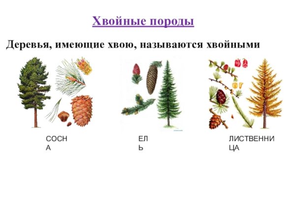 Хвойные деревья задания для детей