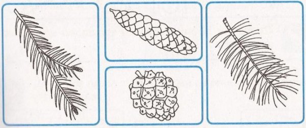 Ель обыкновенная строение хвоинок
