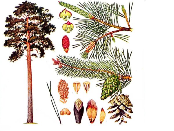 Пихта Сибирская микростробил