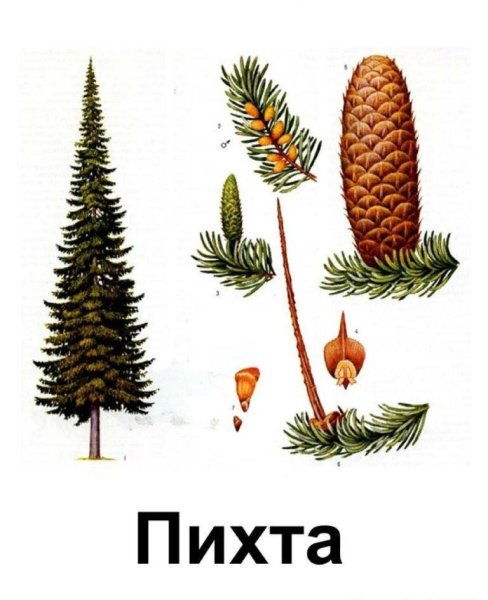 Шишки и хвоинки ели и сосны