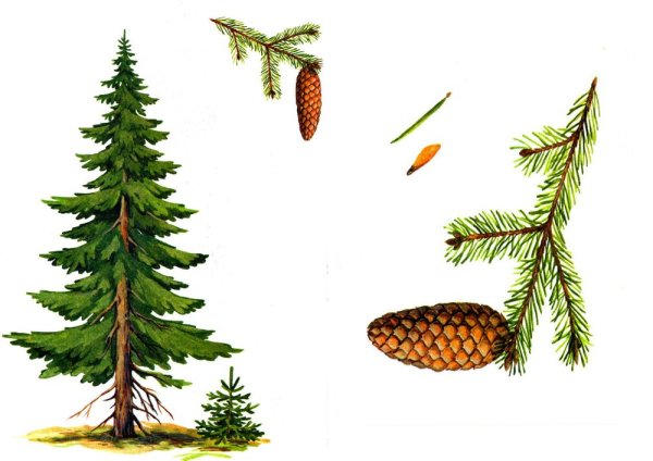 Ель шишки и хвоинки окружающий мир