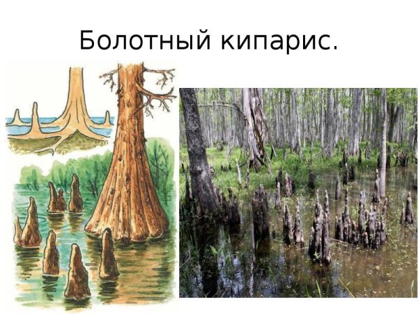 Дыхательные корни болотного кипариса