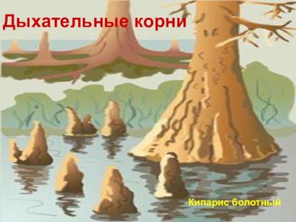 Дыхательные корни болотного кипариса