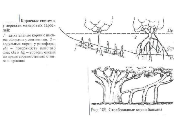 Дыхательные корни болотного кипариса рисунок