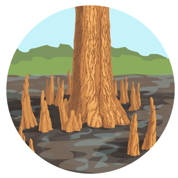 Рисунок дыхательных корней