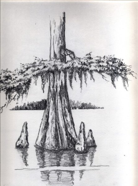 Дыхательные корни болотного кипариса