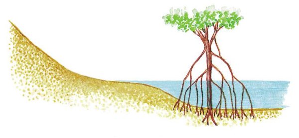 Растения с дыхательными корнями