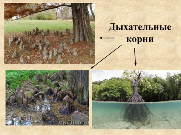 Дыхательные корни функции