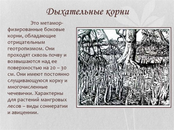Видоизменение корней 6 класс биология дыхательные корни