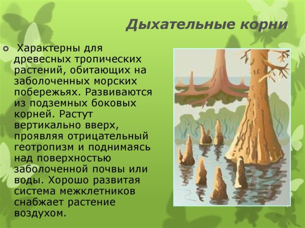 Растения с дыхательными корнями