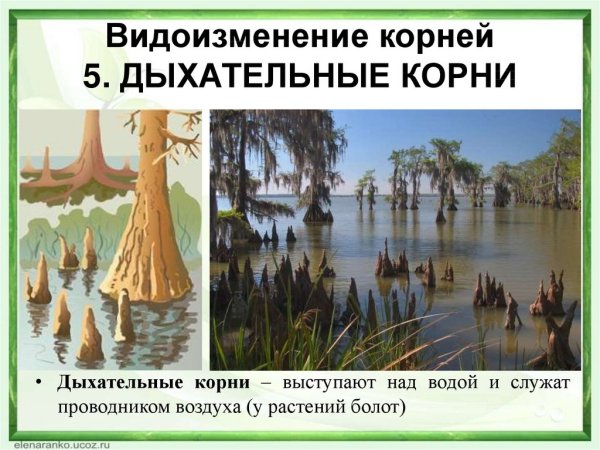 Дыхательные корни примеры растений