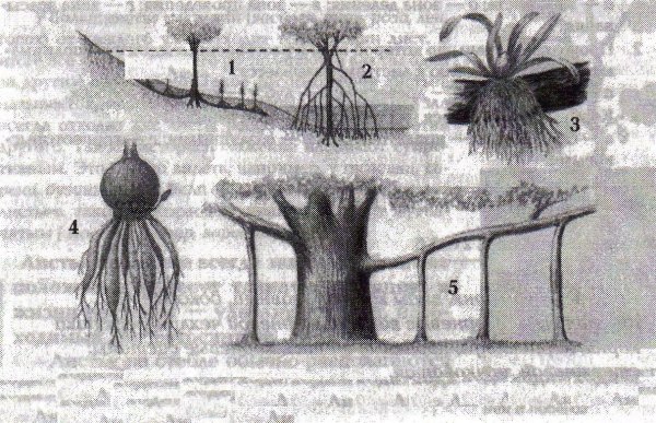 Строение корня болотного кипариса