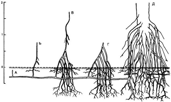 Ива ломкая дыхательные корни