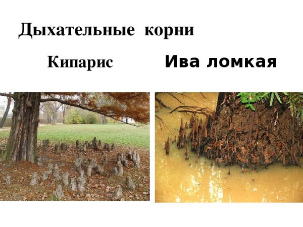 Мангровые леса рисунок