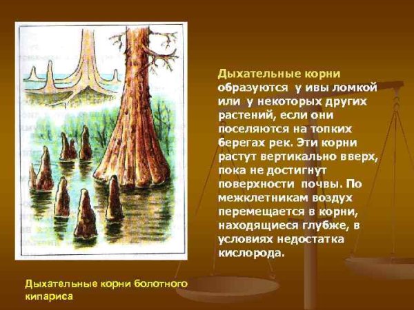 Болотный Кипарис строение