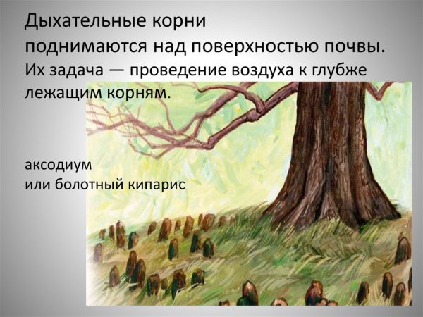 Дыхательные корни ивы ломкой