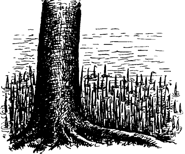 Дыхательные корни болотного кипариса рисунок