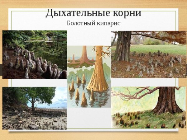 Видоизменения корней побегов листьев таблица