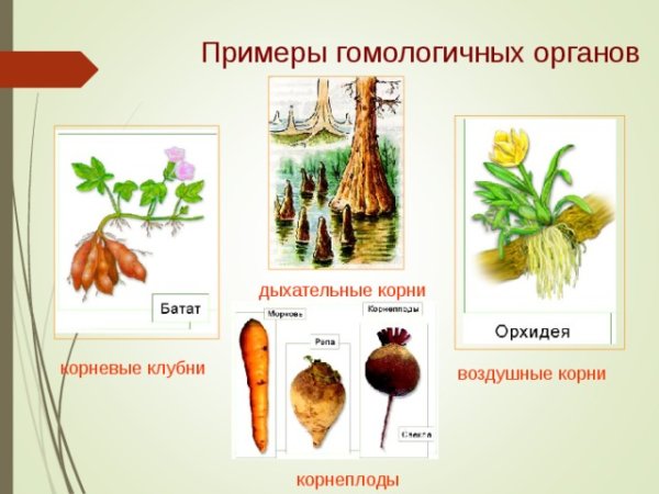 Функции столбовидных корней