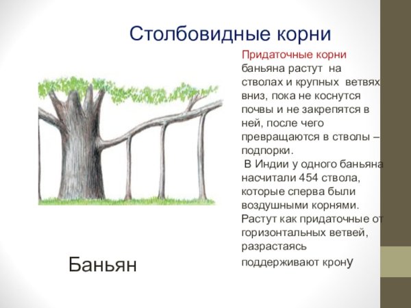 Дыхательные корни примеры