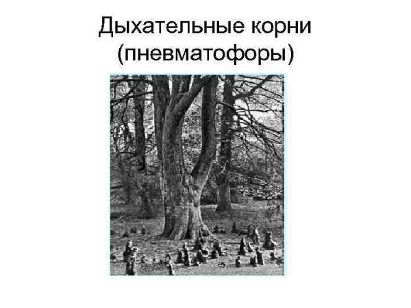 Растения с ходульными корнями