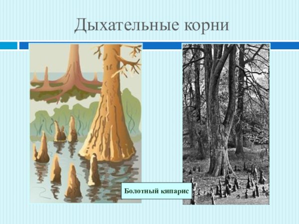 Видоизменения корней корнеплоды
