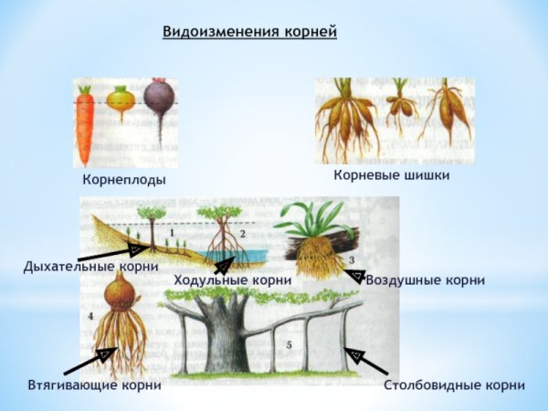 Дыхательные корни