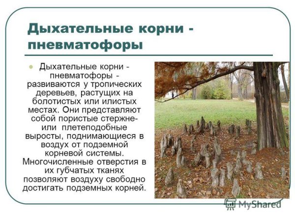 Дыхательные корни