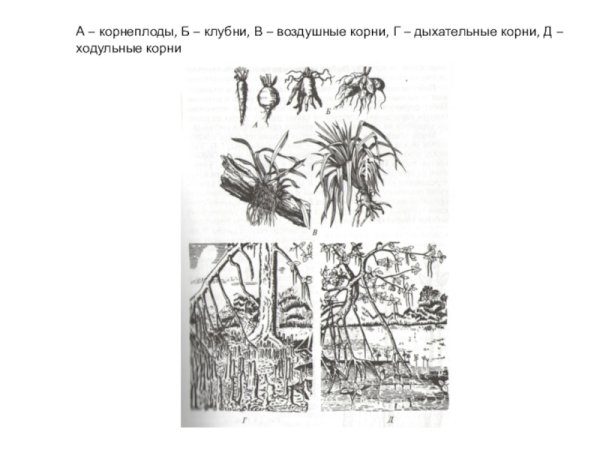 Болотный Кипарис строение корней