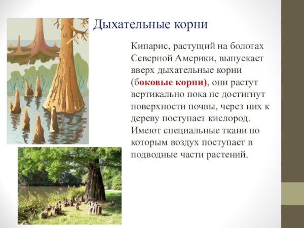 Дыхательные корни мускатного ореха