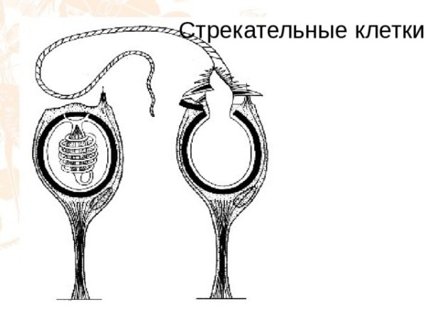 Стрекательные клетки схема
