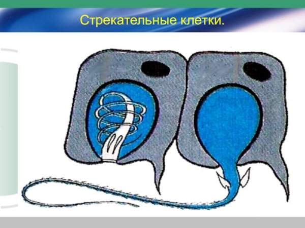 Строение стрекательной клетки гидры