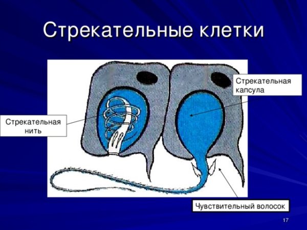 Стрекательные клетки кишечнополостных рисунок