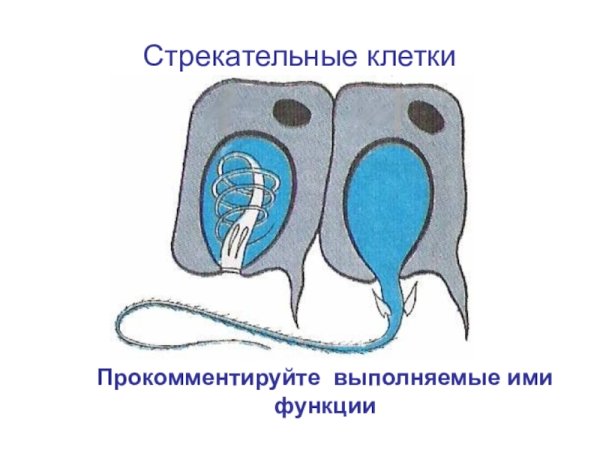 Схема строения стрекательной клетки