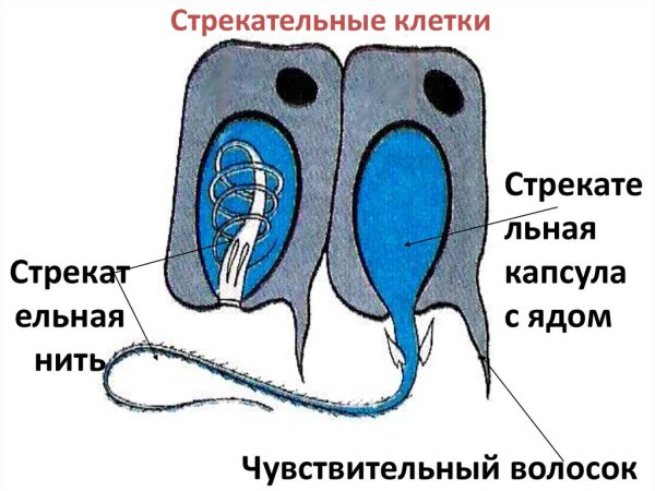 Стрекательные клетки гидры
