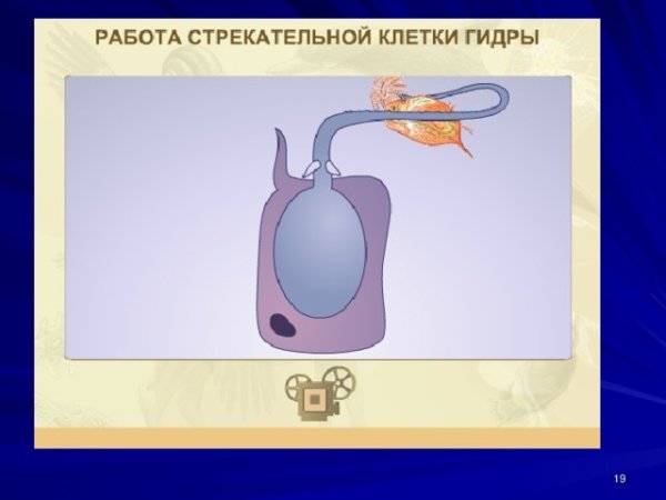 Схема строения стрекательной клетки