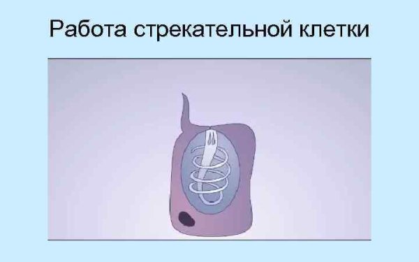 Строение стрекательной клетки гидры